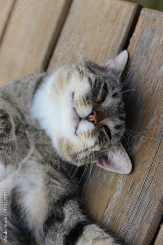 Fototapeta Naklejka Na Ścianę i Meble -  young cuddly cat