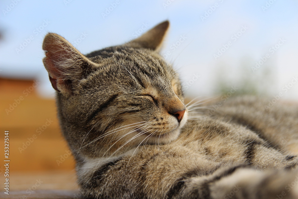 young cuddly cat	