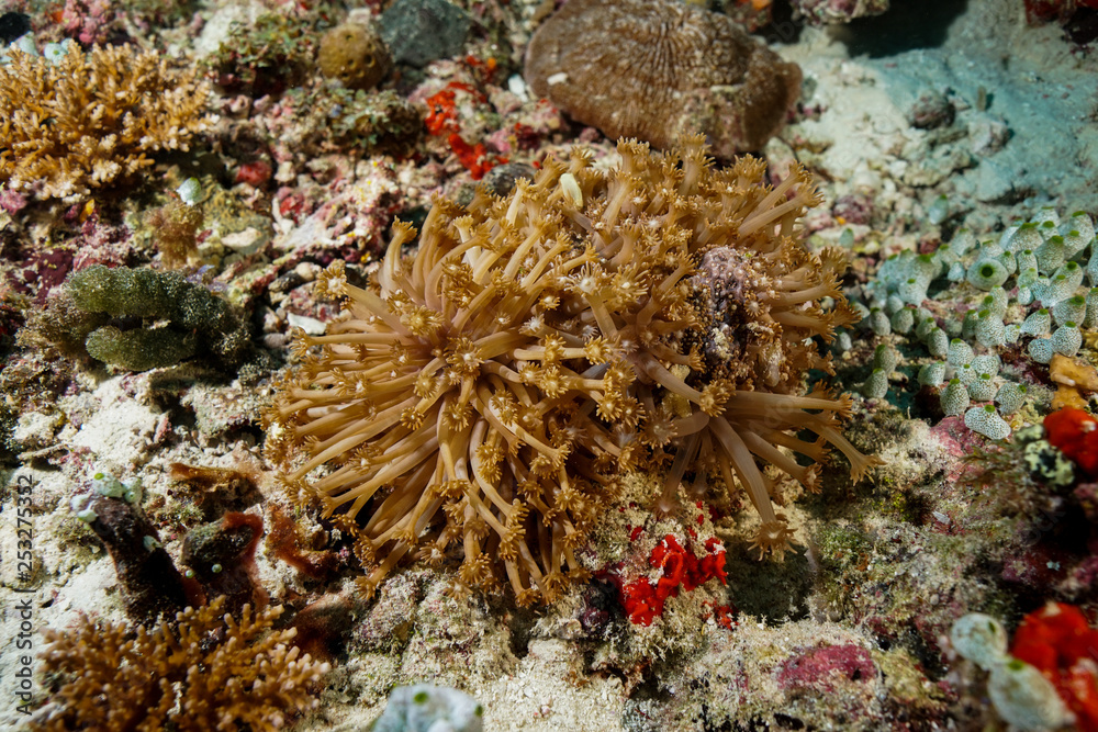 Coral reef at the Maldives 