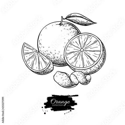Orange vector drawing. Summer fruit engraved  illustration. Isolated hand drawn