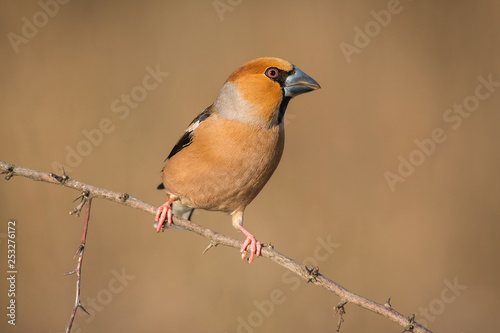 hawfinch, Coccothraustes coccothraustes