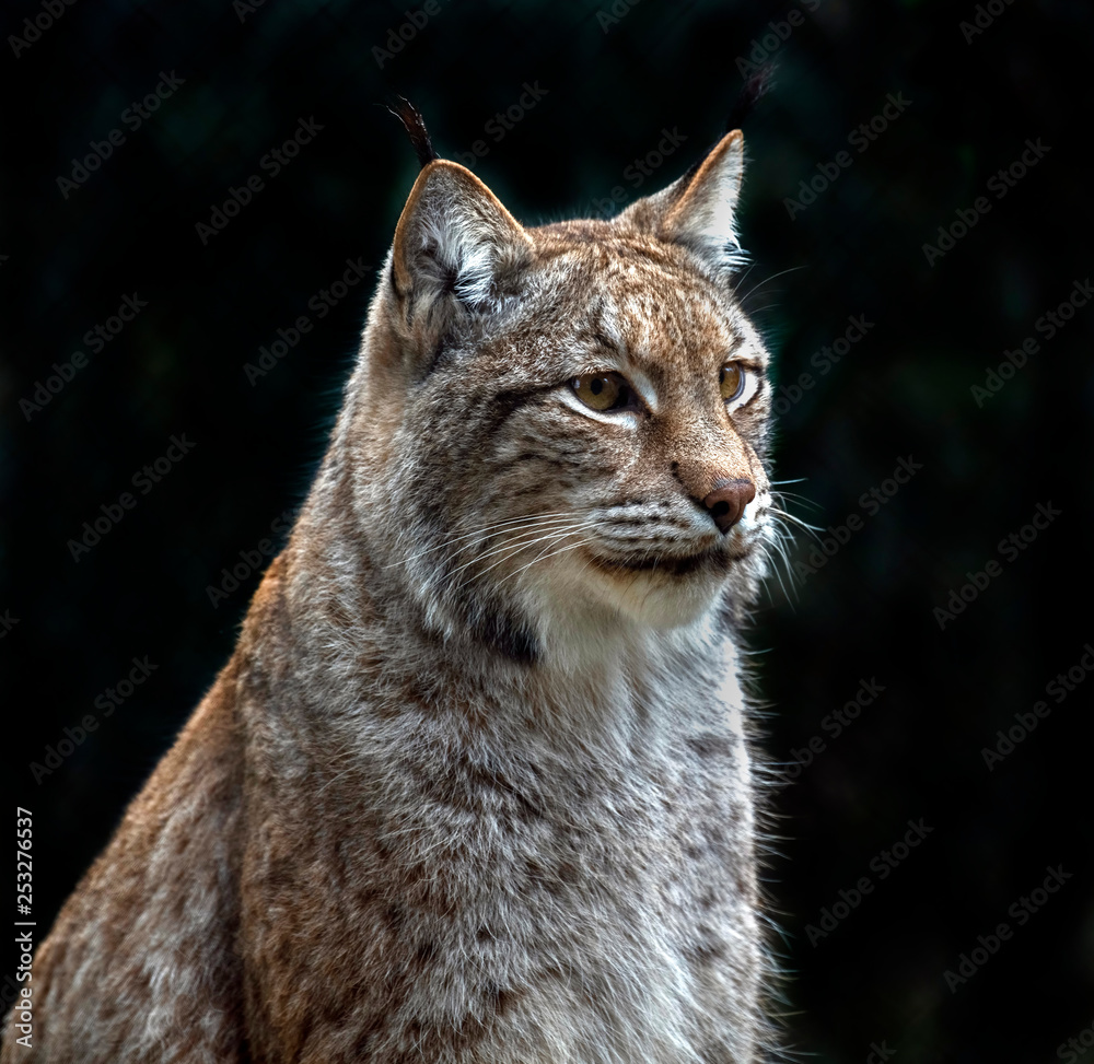 Portrait of a lynx. Latin name - Lynx lynx Portrait of a lynx. Latin name - Lynx lynx