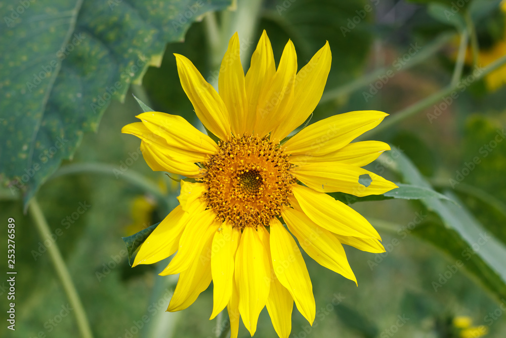 yellow flowers or sunflowers grow in a field in a meadow in the sun in summer and spring yellow flowers or sunflowers grow in a field in a meadow in the sun in summer and spring