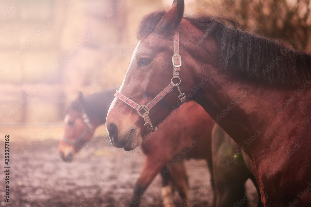 Obraz premium a beautiful horse