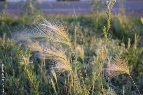 feather grass in the steppe