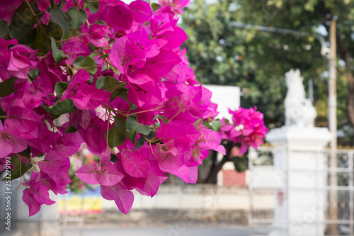 Blooming pink bougainvillea flowers.