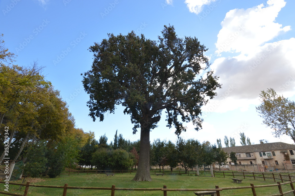big tree big tree