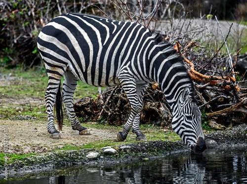 Grant s zebra at watering pond. Latin name - Equus quagga boehmi