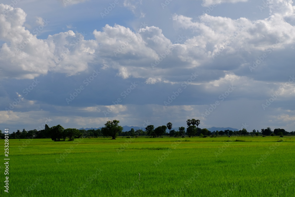 Green rice fields and palm trees, fresh green and beautiful sky. Cloudy on a bright day