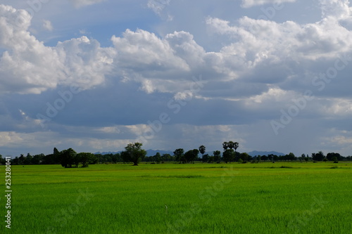 Green rice fields and palm trees, fresh green and beautiful sky. Cloudy on a bright day