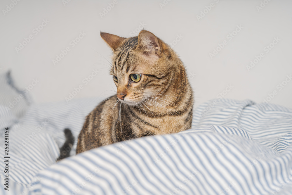 Beautiful short hair cat lying on the bed at home Beautiful short hair cat lying on the bed at home