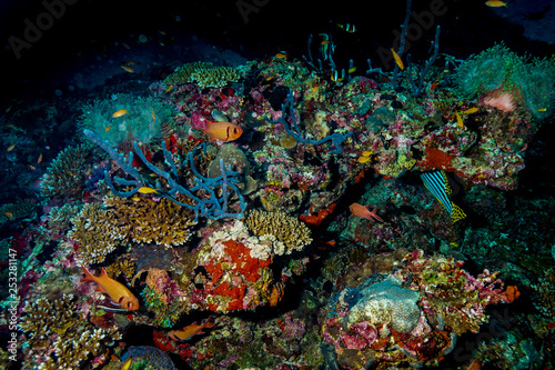 Fototapeta Naklejka Na Ścianę i Meble -  Coral reef at the Maldives 