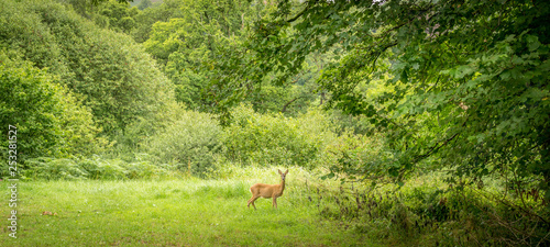 a lone young deer in a clearing in a forest, looking at the camera. 