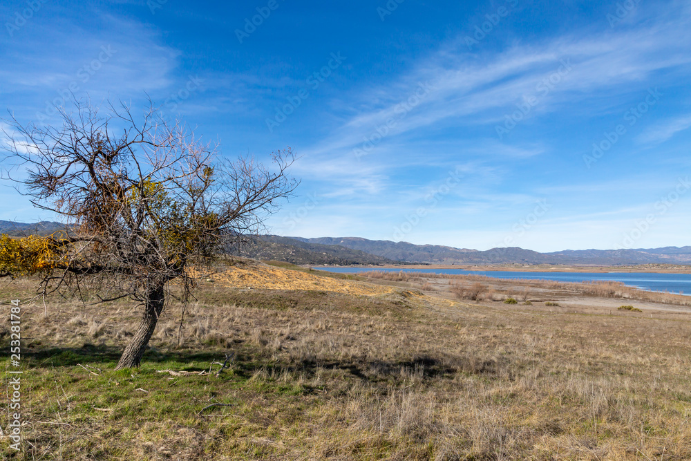 A bare tree in a field, on the bank of Lake Henshaw in California