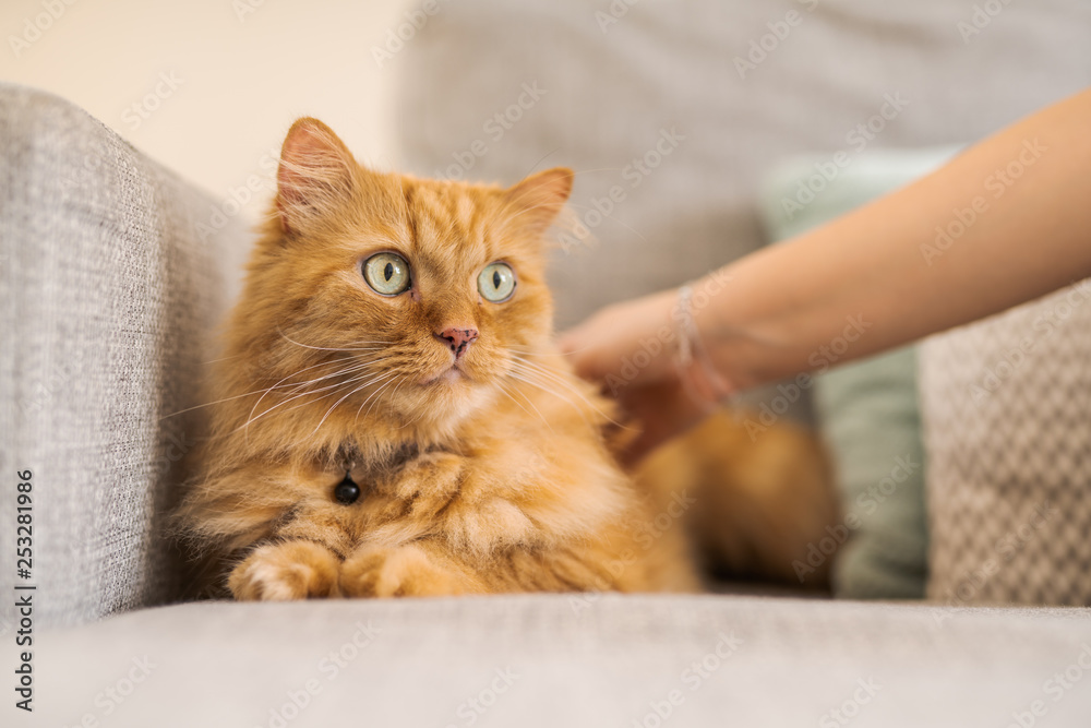 Cuddling beautiful ginger long hair cat lying on the sofa on a sunny day at home Cuddling beautiful ginger long hair cat lying on the sofa on a sunny day at home