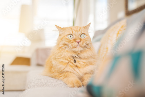 Fototapeta Naklejka Na Ścianę i Meble -  Beautiful ginger long hair cat lying on the sofa on a sunny day at home