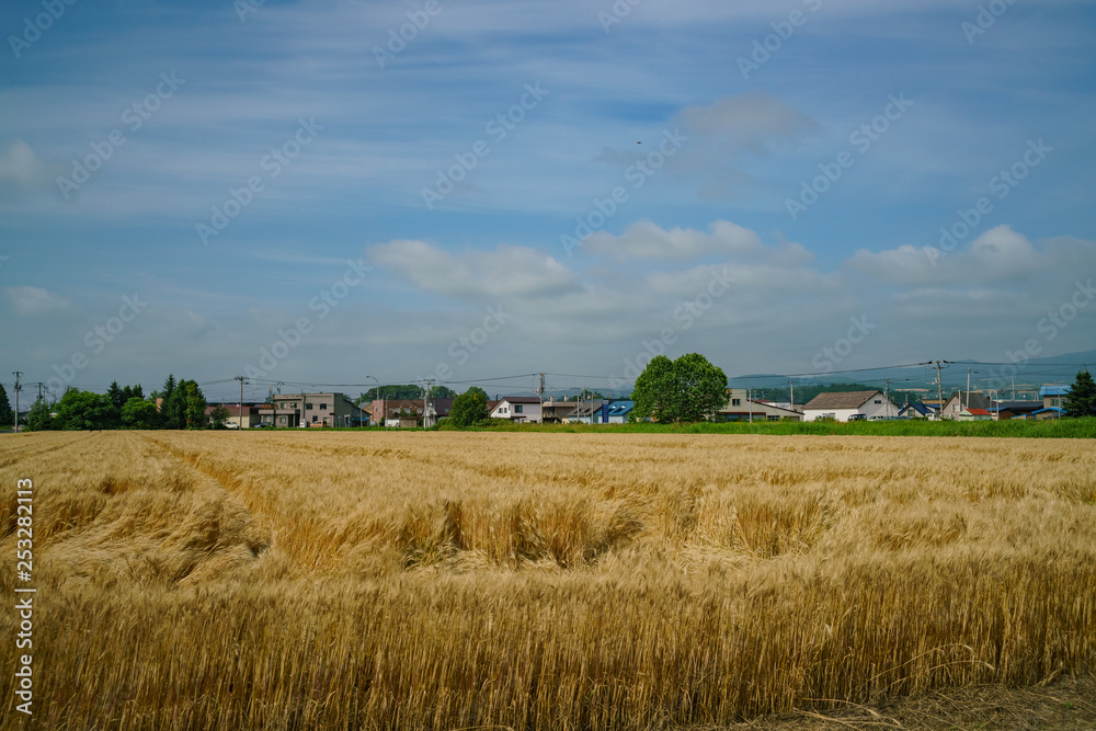 Fototapeta premium Morning rural landscape with wheat farm