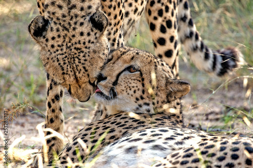 Cheetah. brothers