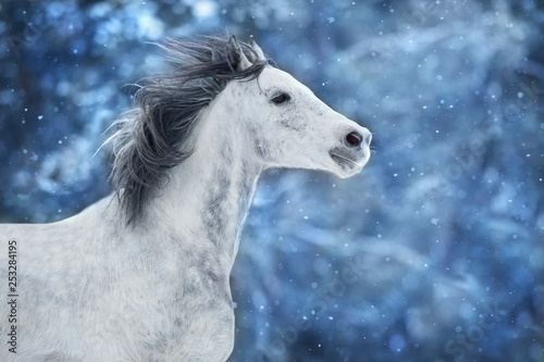 White arabian horse run fast on winter landscape © callipso88