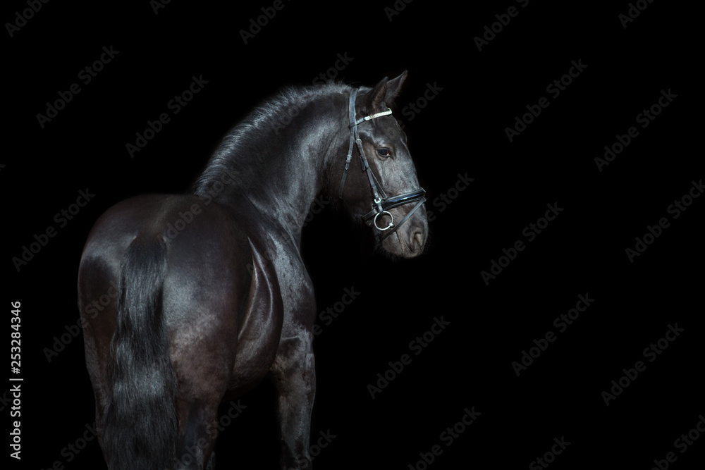 Horse portrait isolated  on black background