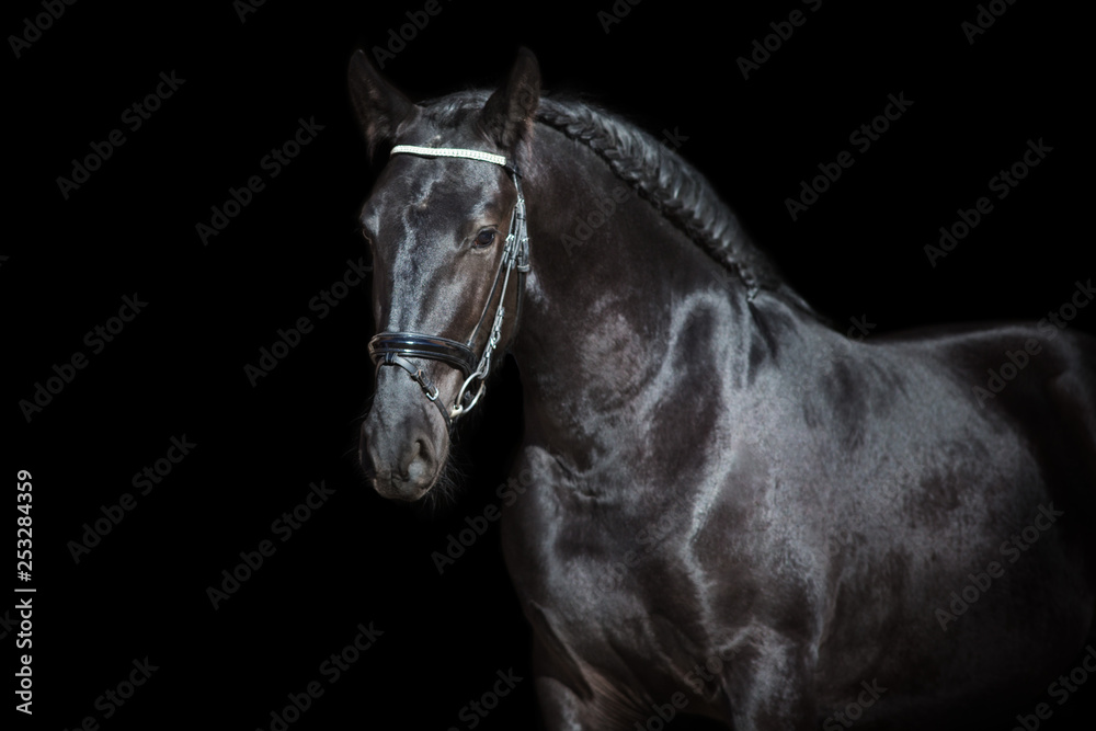 Horse portrait isolated on black background Horse portrait isolated on black background