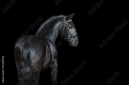 Horse portrait isolated on black background