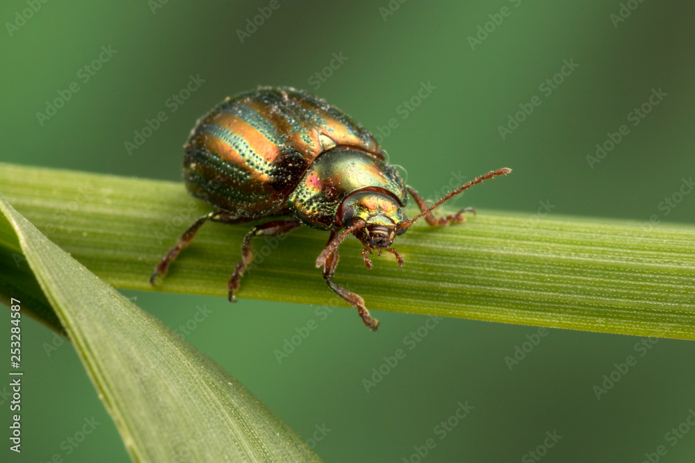 Naklejka premium Rosemary Beetle (Chrysolina americana)