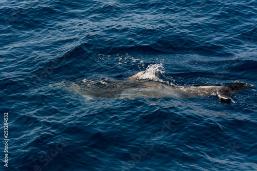 Dolphins swimming in blue ocean near the coast of Tenereife.