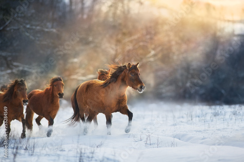 Horse herd in motion on winter snow landscape at sunset © callipso88