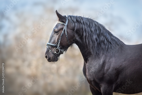 Black frisian stallion close up portrait in bridle