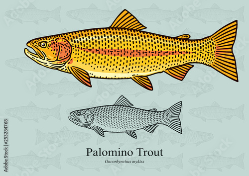 Palomino Trout, Golden Rainbow Trout. Vector illustration with refined details and optimized stroke that allows the image to be used in small sizes.