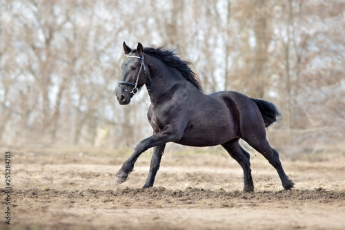 Frisian stallion run on autumn lansdscape