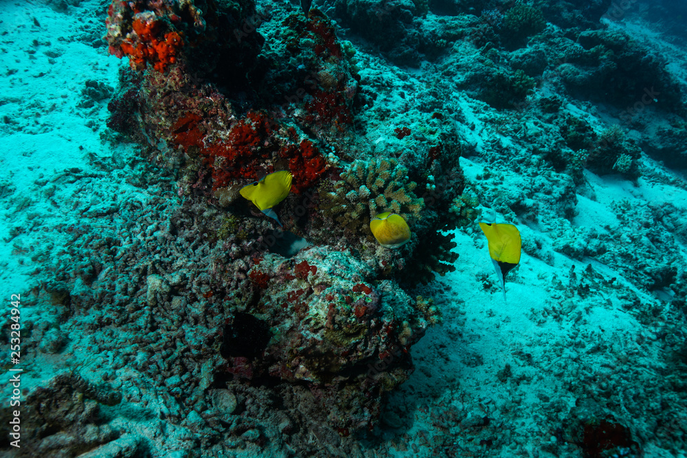 Fototapeta premium diving the Maldives