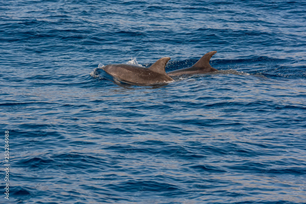 Fototapeta premium Dolphins swimming in waste blue ocean - spectacular experience of encountering sea animals.