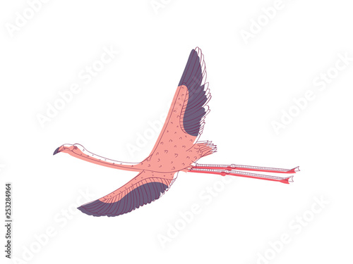 Pink flamingo in flying action with wide open wings. Tropical bird with long legs and neck. Hand drawn vector design photo