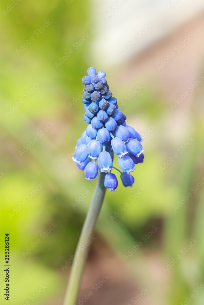 Spring delicate one blue Muscari flower in spring garden close-up with soft focus Spring delicate one blue Muscari flower in spring garden close-up with soft focus