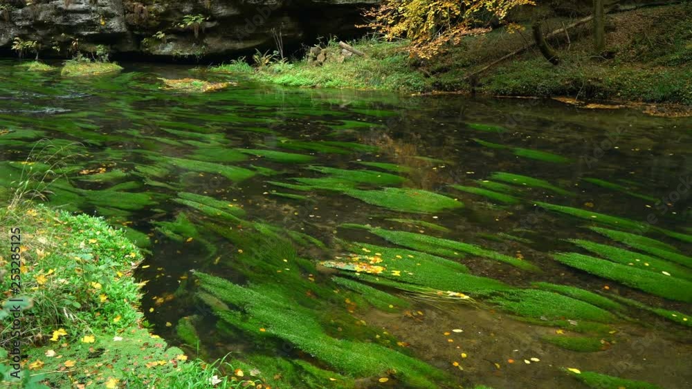 Green algae under clear stream water, Czech Switzerland Green algae under clear stream water, Czech Switzerland