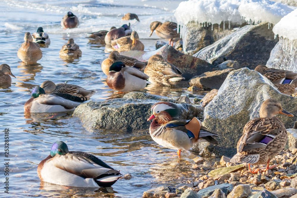 Fototapeta premium Beautiful mandarin duck basking in the sun in winter. Many ducks floating nearby of a different kind.