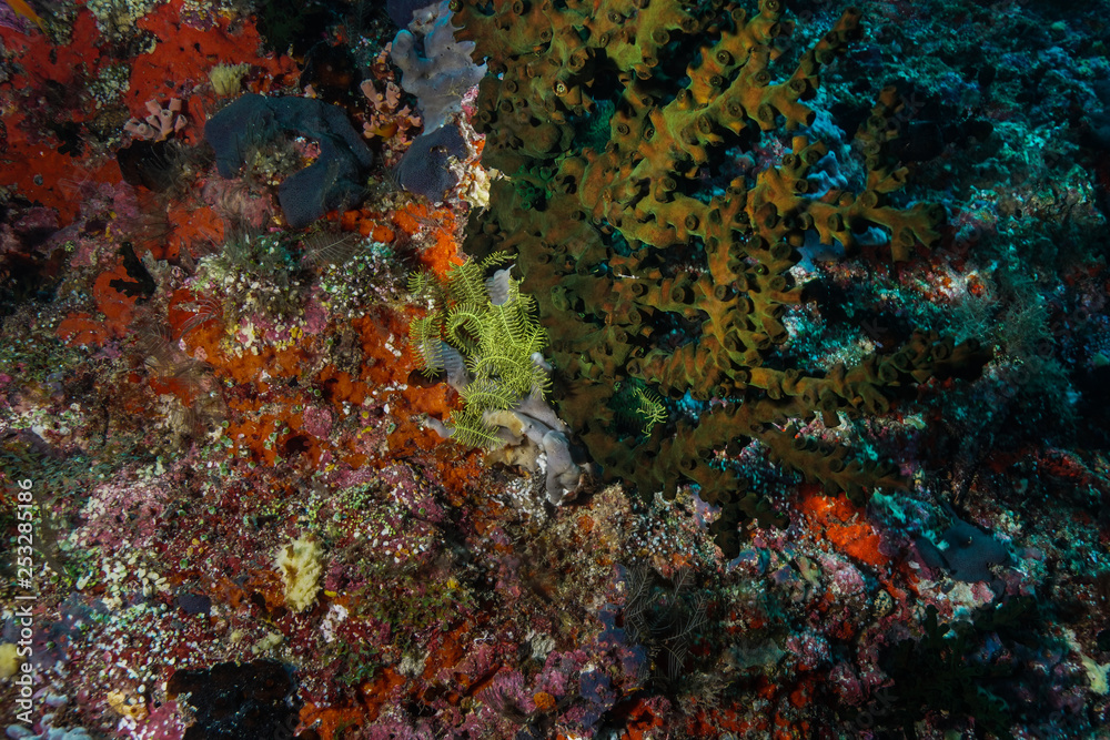 Fototapeta premium Coral reef at the Maldives 