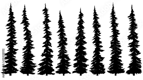 Set of silhouettes of thin tall firs.