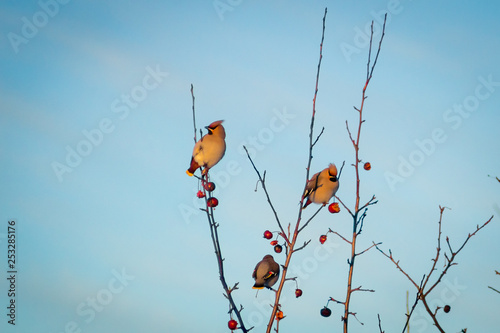 Принти на полотні hungry wild bird waxwing on a tree in spring forest