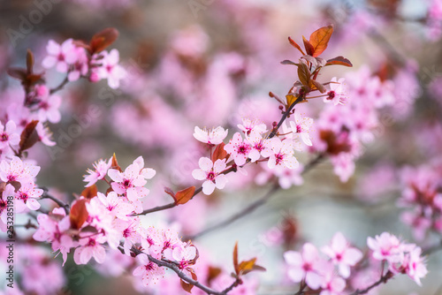 Blossoming of decorative Japanese cherry pink flowers in a spring garden, natural seasonal floral background with copyspace