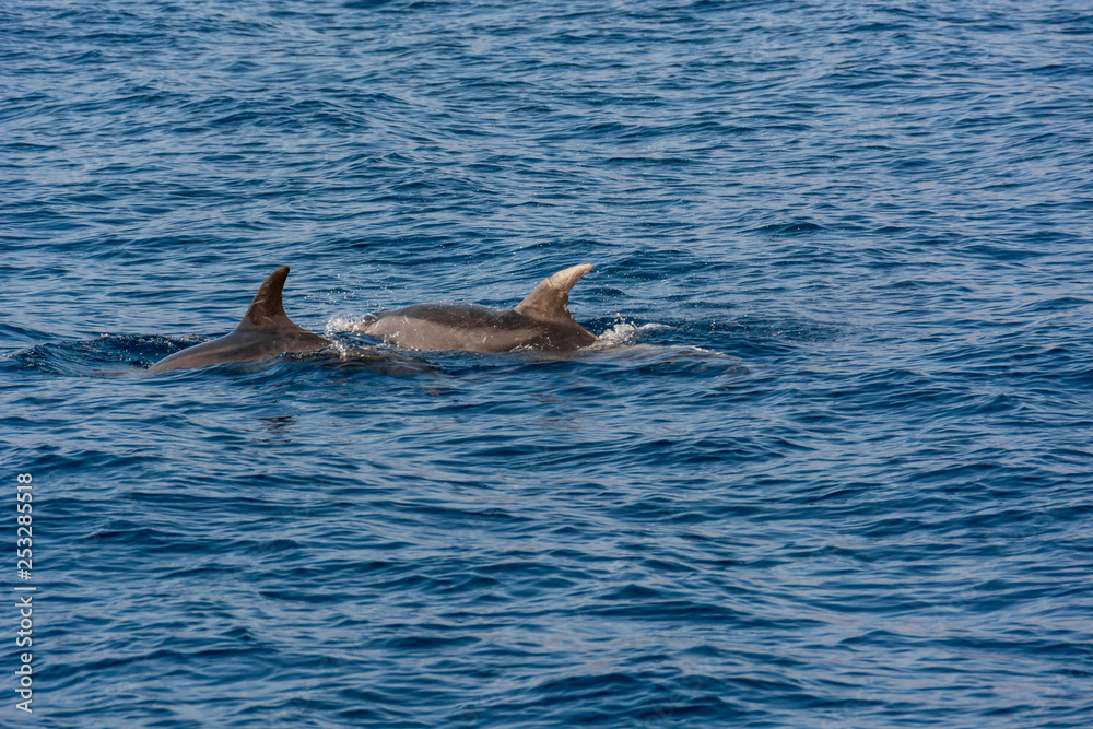 Fototapeta premium Dolphins swimming in waste blue ocean - spectacular experience of encountering sea animals.
