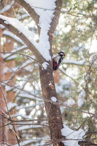 Принти на полотні hungry wild bird woodpecker on a tree in spring forest