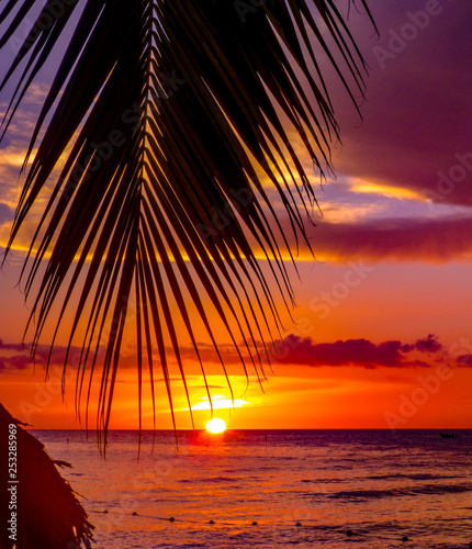 Fototapeta Naklejka Na Ścianę i Meble -  Palm tree sunset