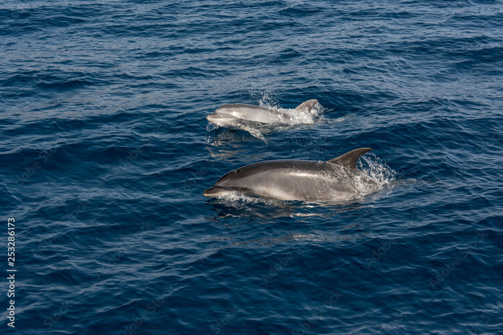 Obraz premium Pair of dolphins playing and swimming on sea surface to breath.