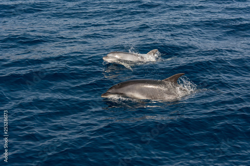 Pair of dolphins playing and swimming on sea surface to breath. © anzebizjan