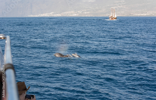 Watching dolphins in natural environment on a boat trip. © anzebizjan