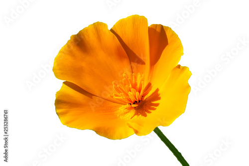 California poppy (Eschscholzia californica) cut out and isolated on a white background