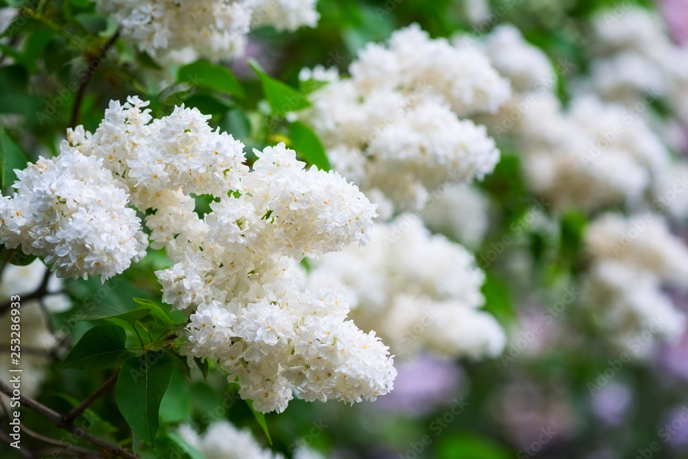 Blossoming of lilac white flowers in a spring garden, natural seasonal floral background with copyspace Blossoming of lilac white flowers in a spring garden, natural seasonal floral background with copyspace